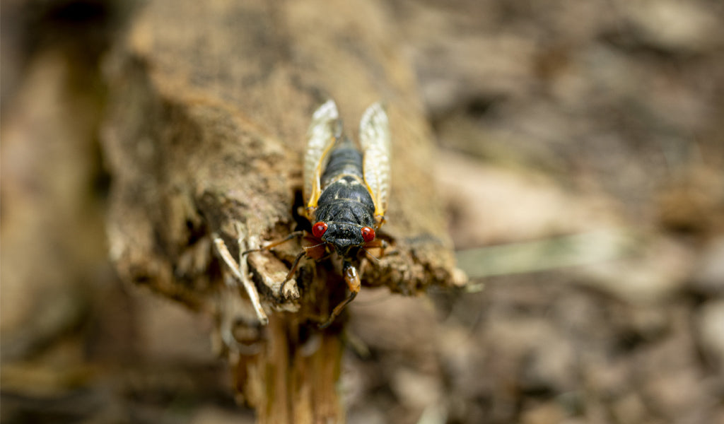 Cicada Image 1