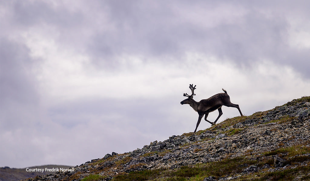 Caribou Photo Courtesy Fredrik Norsell
