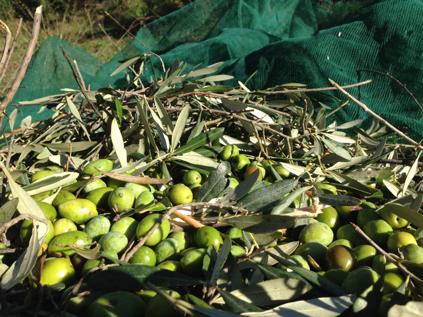 Olives from Olympus Grove and Get Stuffed