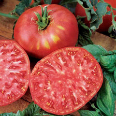 Brady Wine Pink Tomato - 2