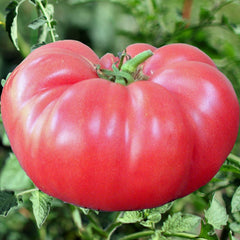 Brady Wine Pink Tomato - 1