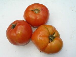 College Challenger Tomato - 1