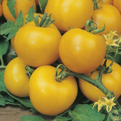 Golden Sunrise Tomato - 2 