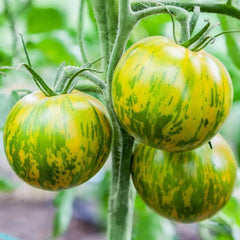 Green Zebra Tomato - 1