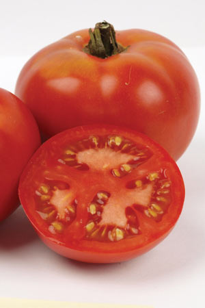 Grosse Lisse Tomato - 1