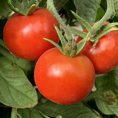 Stupice Tomato - 1