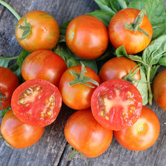 Tigerella Tomato - 1
