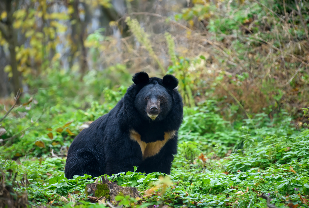 Asiatic Bear Kaadoo