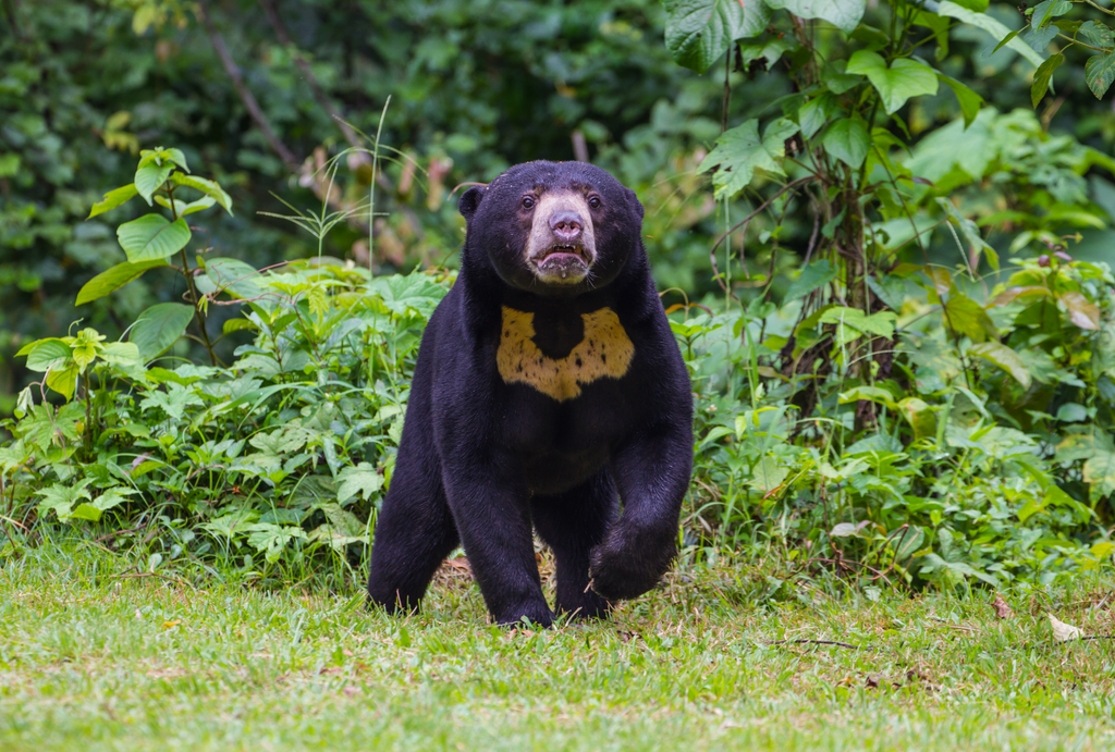 Sun Bear Kaadoo