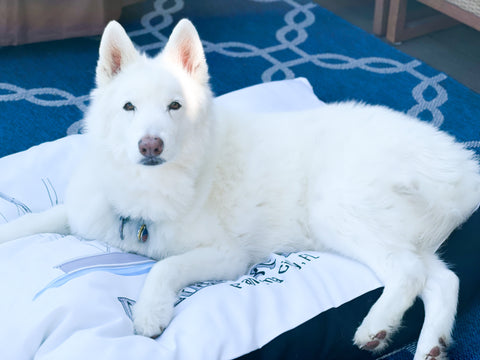 White dog on dog bed 