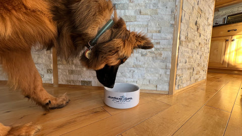 Dog with food bowl