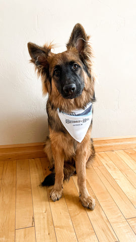 Dog wearing bandana