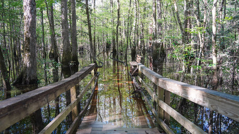 FlipFuel_Congaree National Park South Carolina_Lost With Lydia