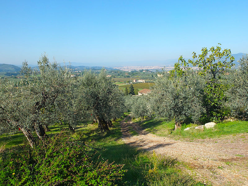 Fattoria Ramerino Olivenöl