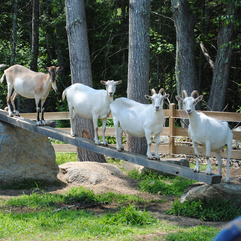 Climbing Goats