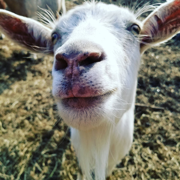 smiling goat