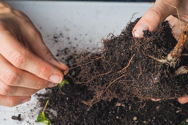 根腐れ病にかかった植物の根