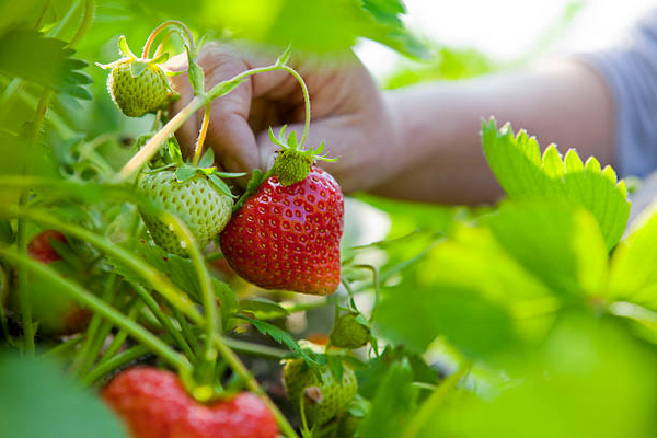 Strawberry picking + a DIY jam-making