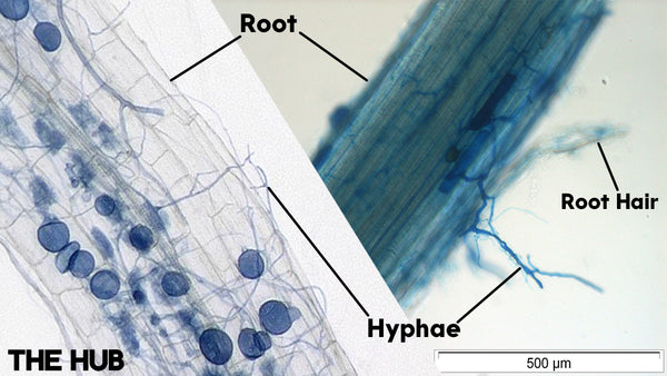 Microscopic view of mycorrhizal fungi and a root, showing the hyphae connecting to the root.