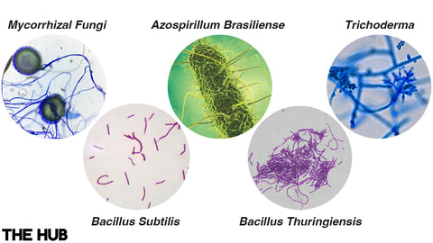 Microscopic shots of different microbes