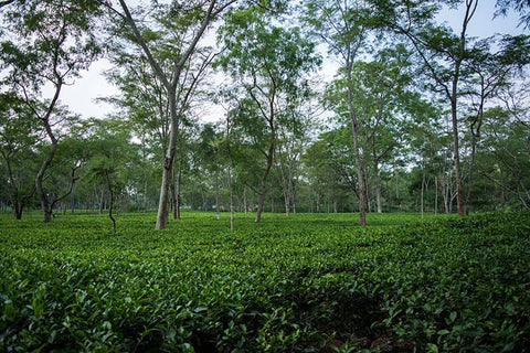 Brahmaputra River Valley Assam Tea Field