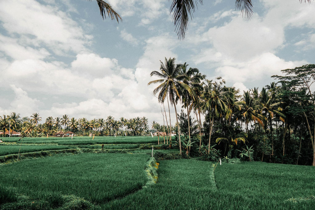 Bali - Ubud