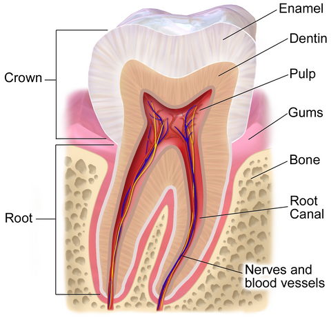 A cross-section diagram of a tooth that shows enamel is the white outer protective layer, and directly below it is a yellow layer of dentin. Image credit Bruce Blaus.