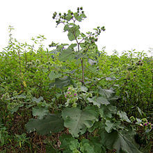 Greater burdock