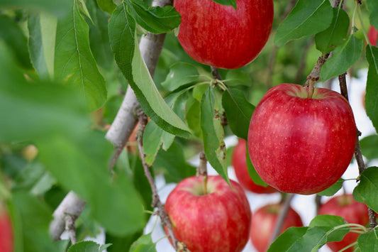 Fuji Apple – FRUITZBOI