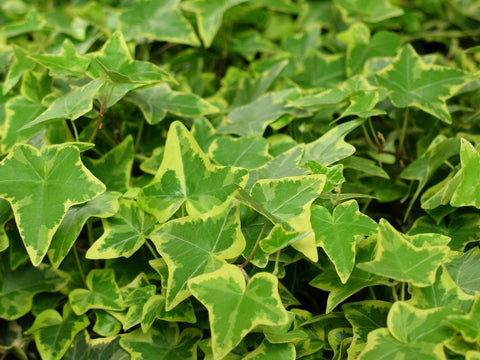 english ivy clean air