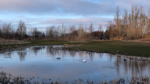 Nivå golfbane en dejlig martsdag på hul 8