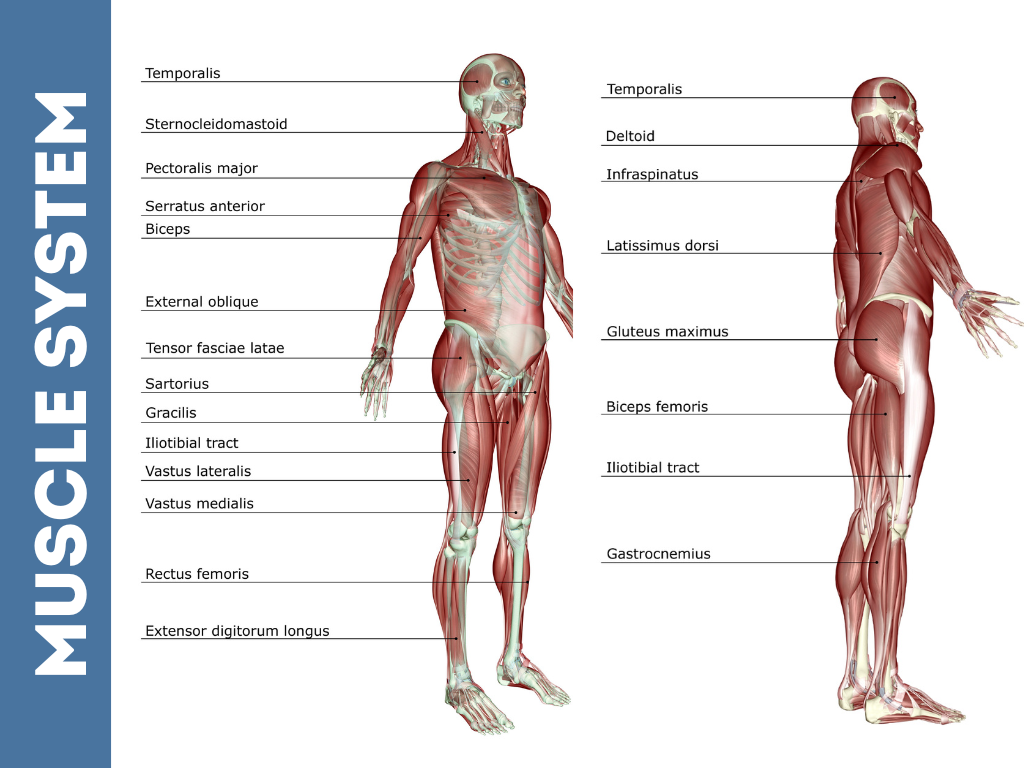 Understanding Your Body Composition with DrKumo