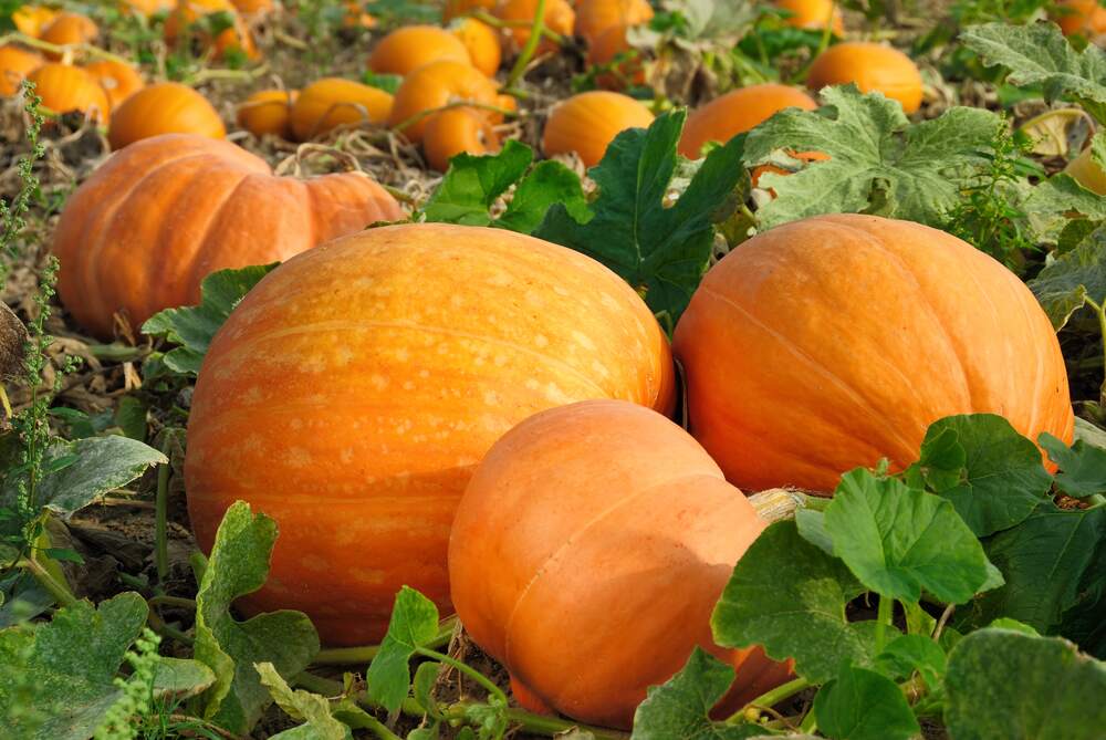 pumpkins for good skin