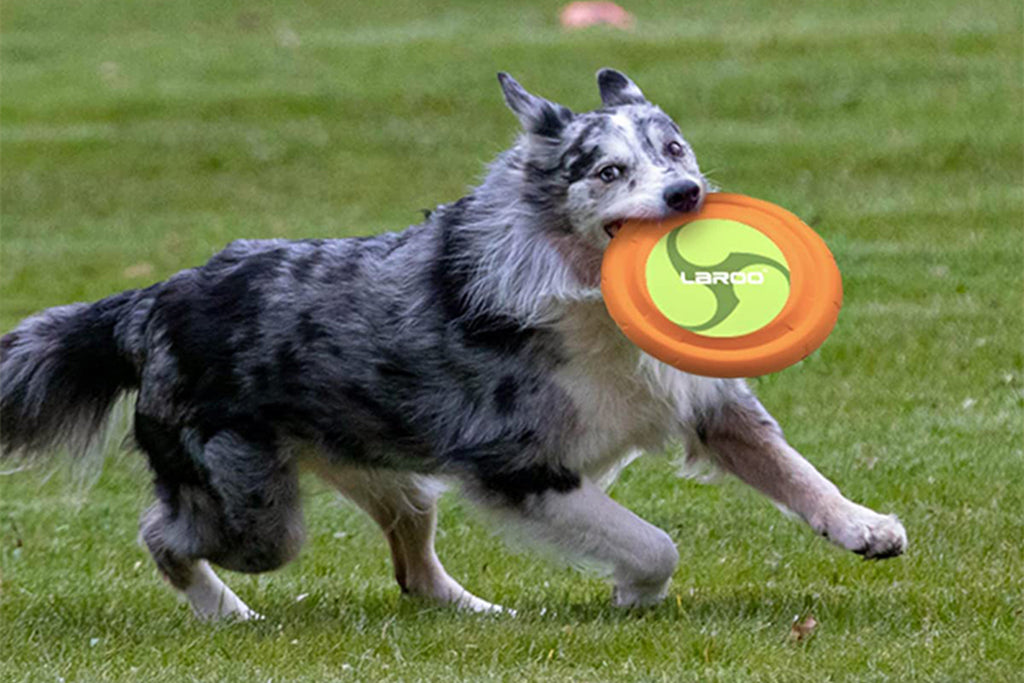 Dog Frisbees