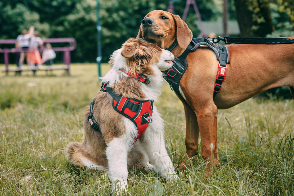 Dog Harness/Collar