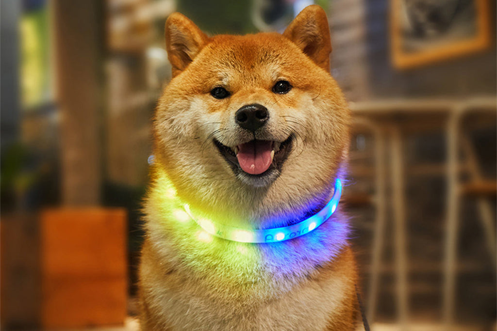 LED Light Up Dog Collar