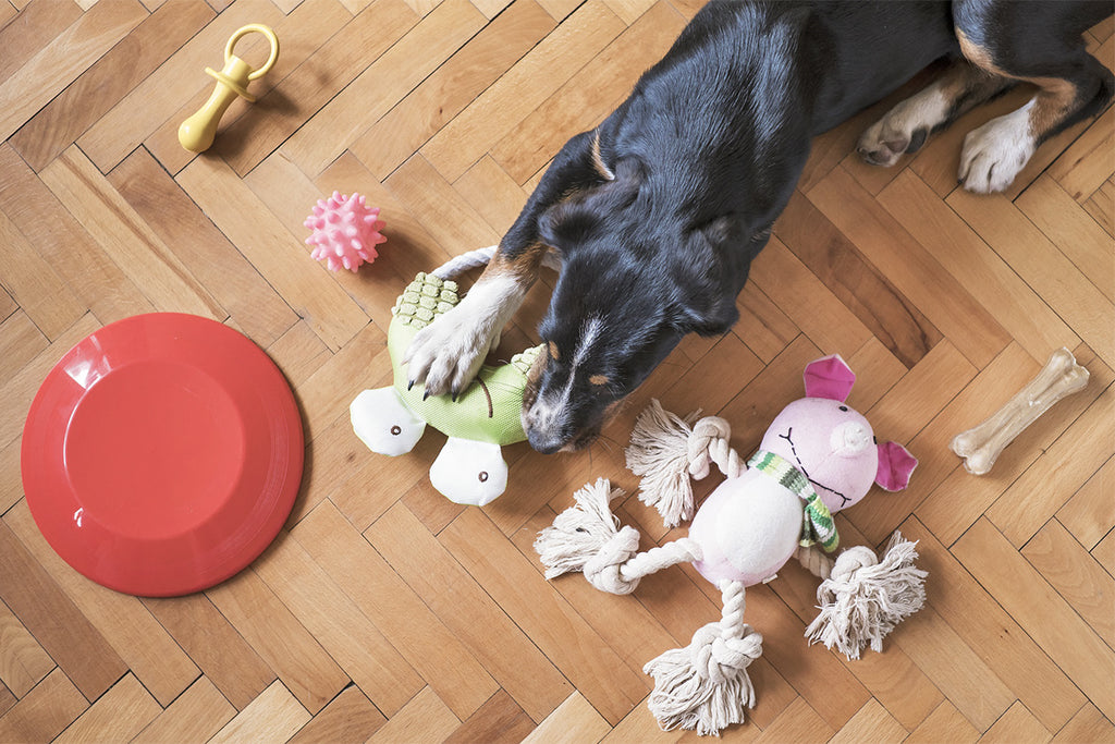 Leaky Food Toys/Chew Toys