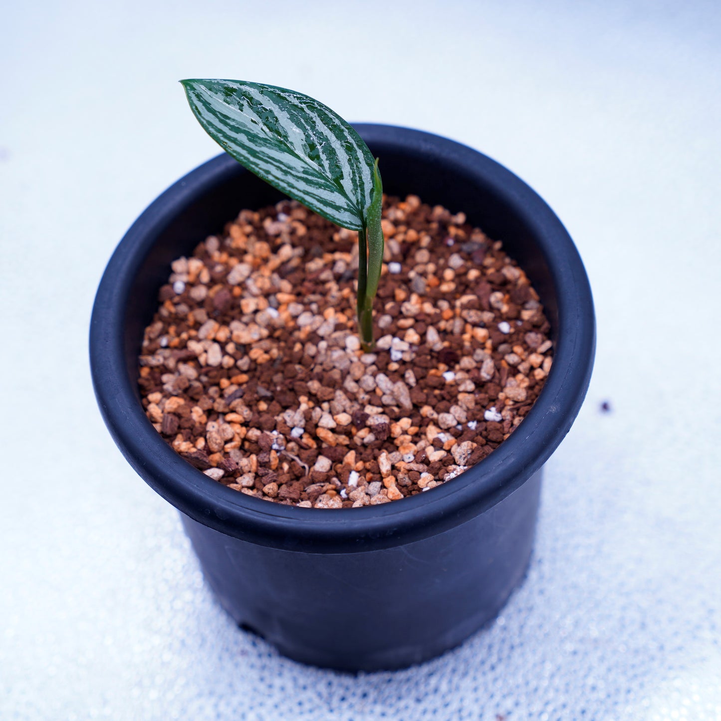 カーティシー Aglaonema Nitidum Curtisii Und2625a Undried