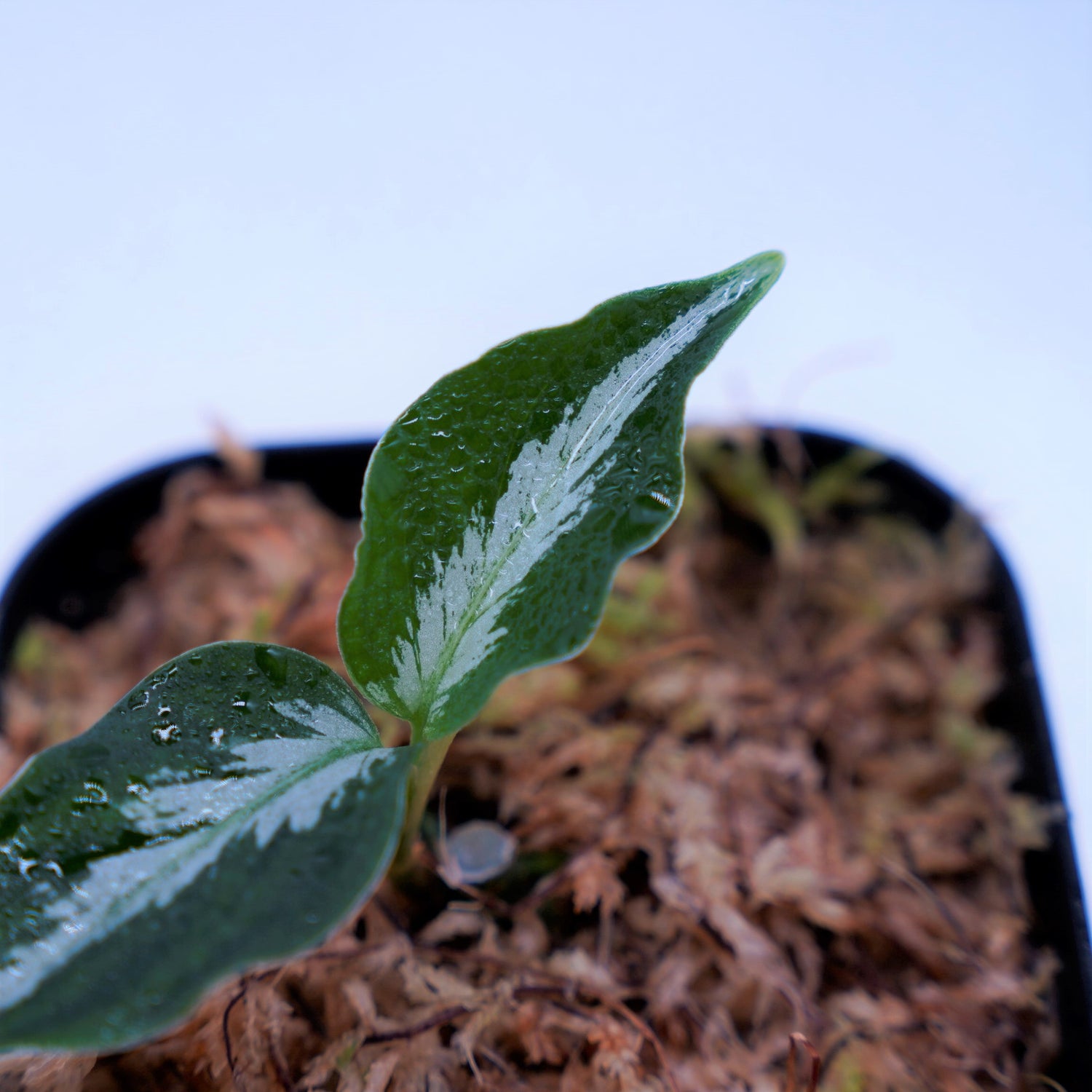 最も完璧な Aglaonema pictum Laplace AZ-0213-5c 箱個体 abamedyc.com