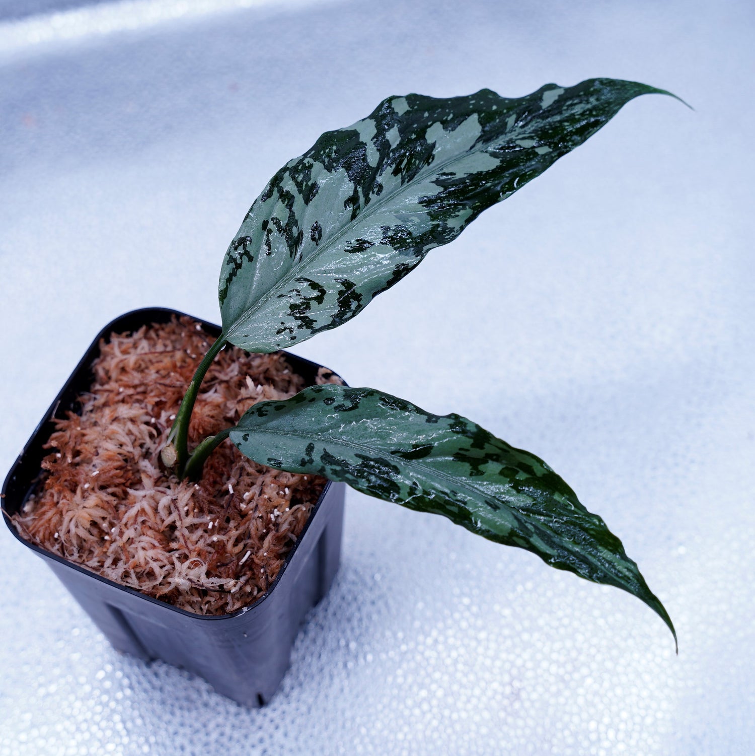 TZ便 Aglaonema pictum 銀波雲龍-