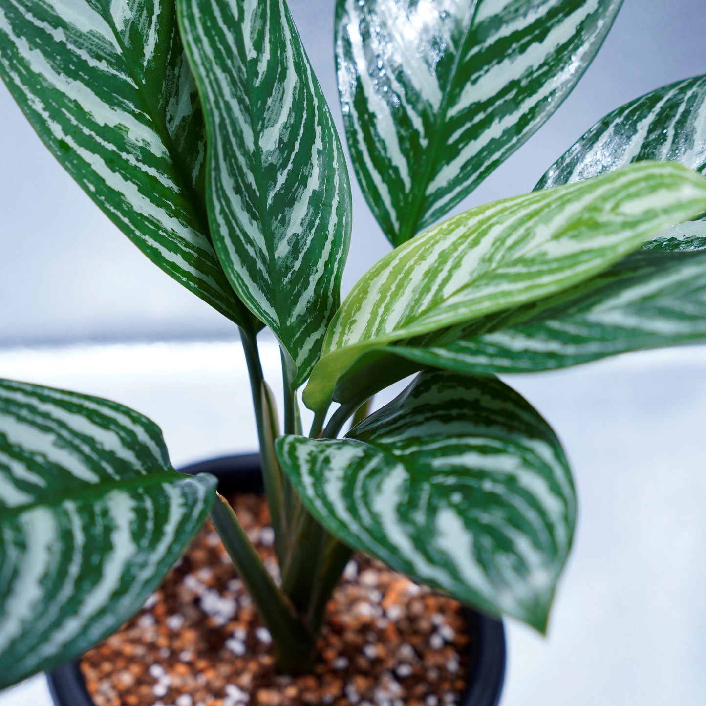 アグラオネマ カーティシー Aglaonema Nitidum Curtisii レオンの唯一の友 オリジナルからの株分け苗 小さな株です 5号鉢 Accanitelettrici Org