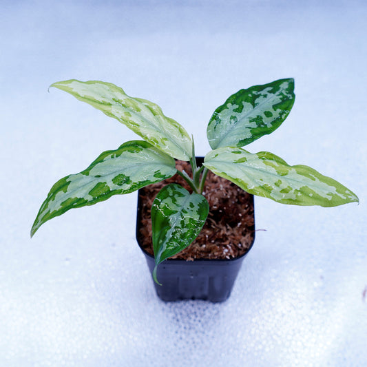 TZ便 Aglaonema pictum 銀波雲龍-