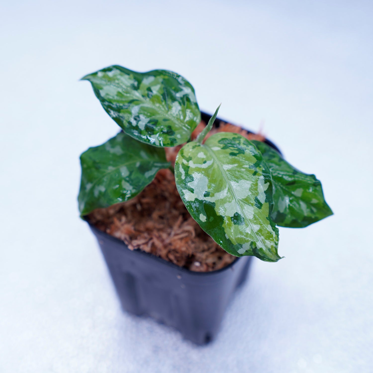 Aglaonema pictum Andaman サマート氏、出射氏 | ddechuquisaca.gob.bo