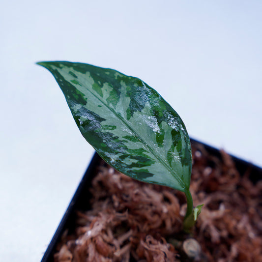 TZ便 Aglaonema pictum 銀波雲龍-