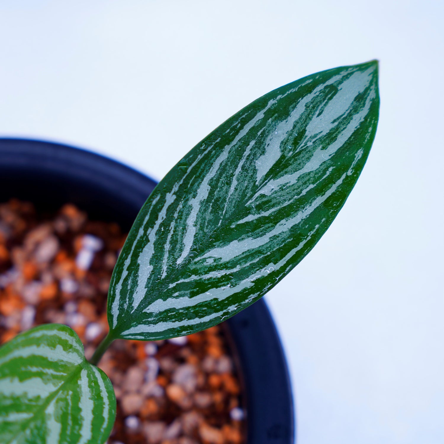 アグラオネマ ニティドゥム Aglaonema カーティシー 子株 人気急上昇 カーティシー