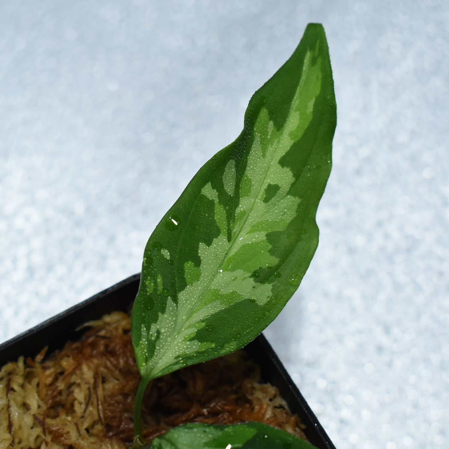 定番の人気シリーズPOINT(ポイント)入荷 LA便 Aglaonema pictum LA1218