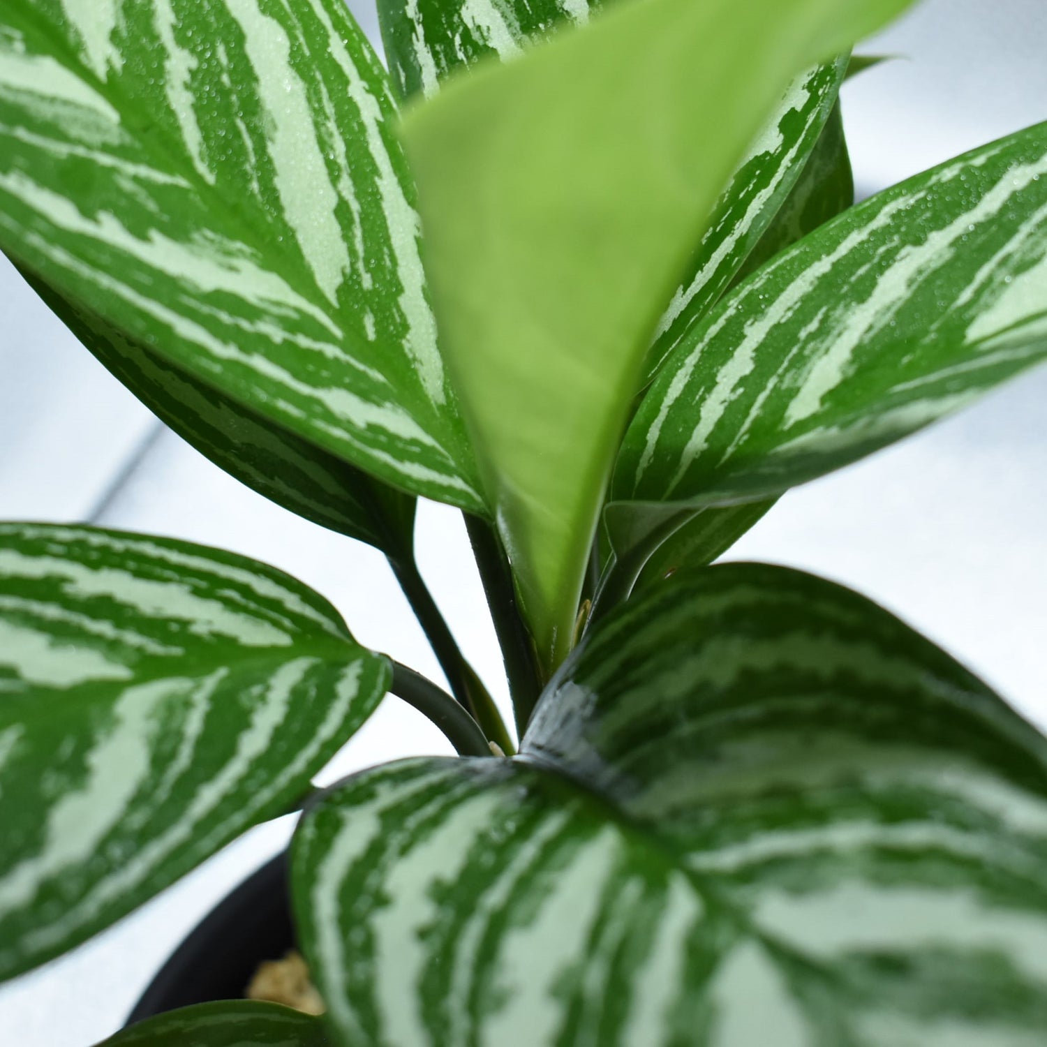 毎日がバーゲンセール アグラオネマ カーティシーaglaonema Nitidum Curtisii オリジナルからの茎管挿し木苗 4号鉢株 専門店から挿し木訳あり発根済み株 Coop Parkrun Org Uk