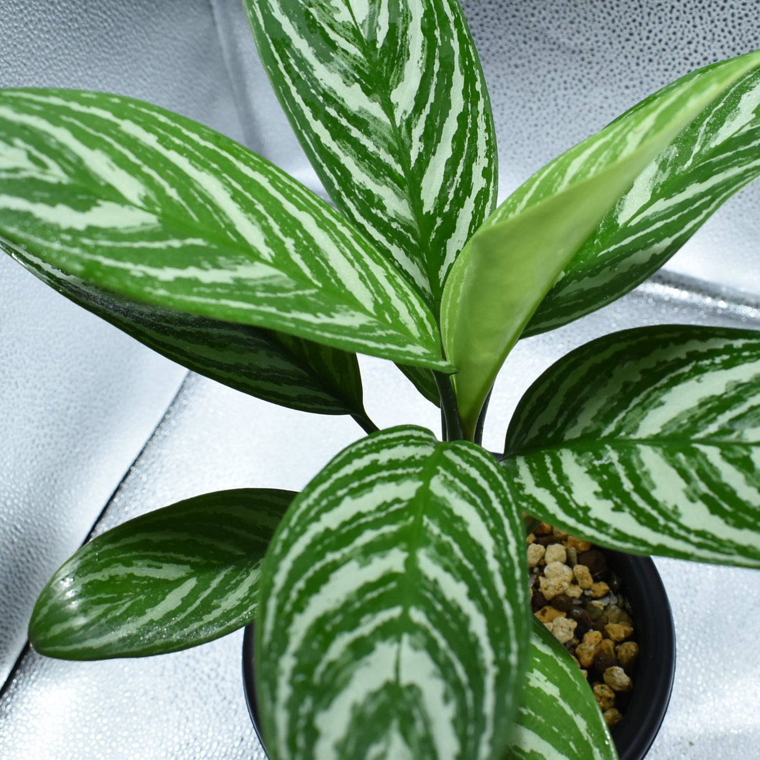 カーティシー Aglaonema Nitidum Curtisii Und Undried