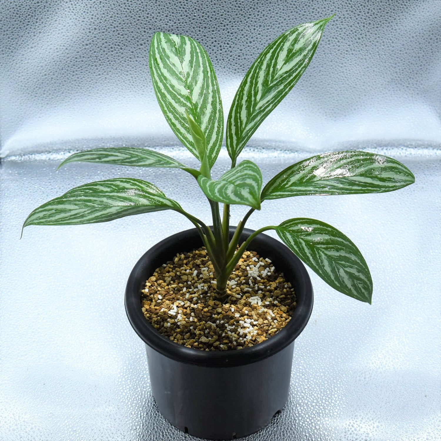 アグラオネマ ニティドゥム カーティシー 山取り - 植物/観葉植物