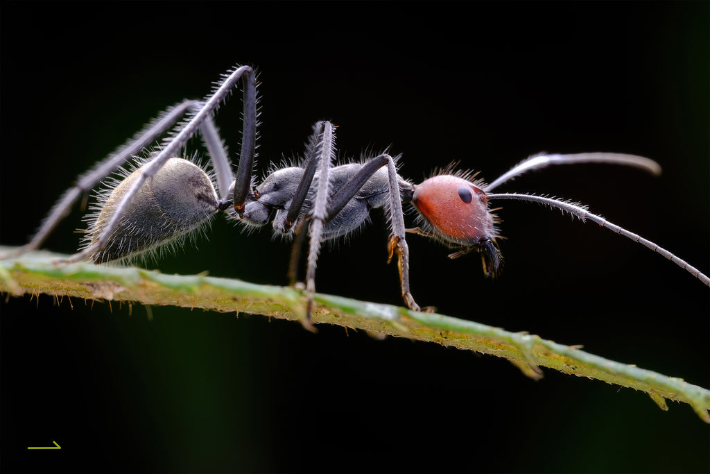  Ant captured with TTArtisan 100mm F2.8 Macro Tilt-shift 